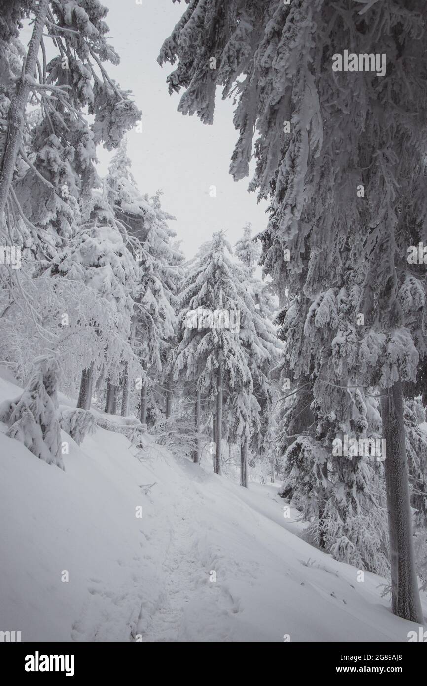 Schöne verschneite Natur in den Beskiden in Pustevny in der Tschechischen Republik. Unbetretene und unberührte Natur, bedeckt mit Schneehaufen. Stockfoto