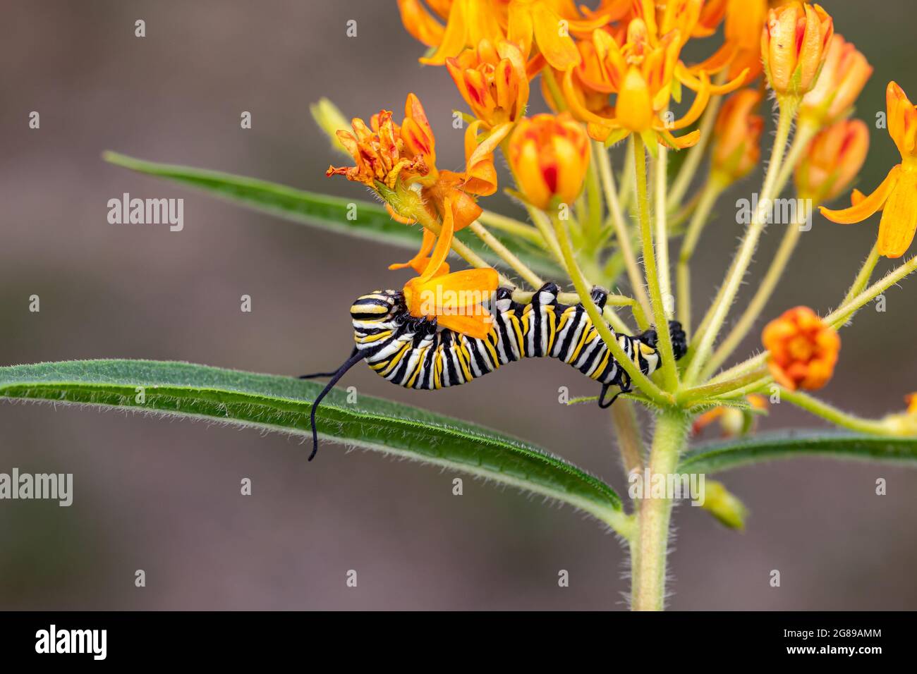 Monarch Schmetterling Raupe Essen Blatt von Schmetterlingskraut, Asclepias tuberosa Milchkraut. Konzept des Insekten- und Wildtierschutzes, Lebensraum Stockfoto