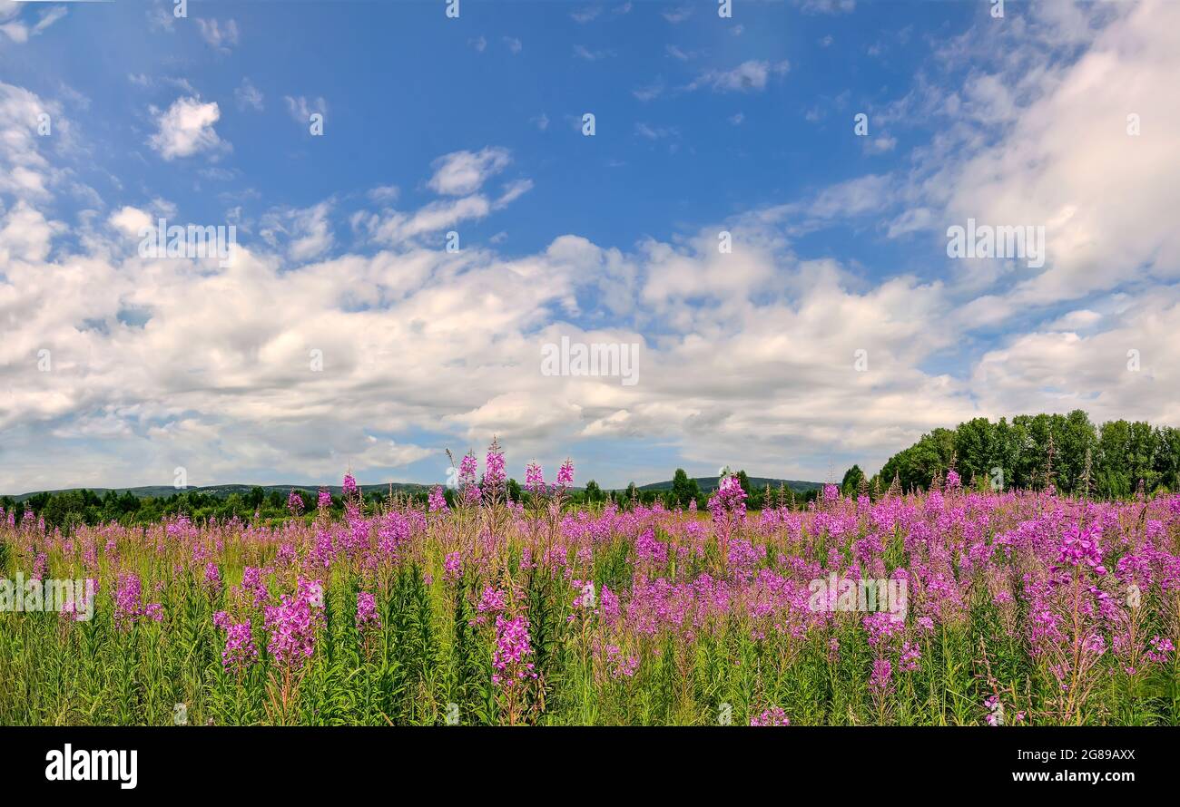 Sommerwiese mit blühenden rosa Feuerwespblumen bedeckt. Malerische Sommerlandschaft - blühende Chamaenerion angustifolium oder Epilobium angustif Stockfoto