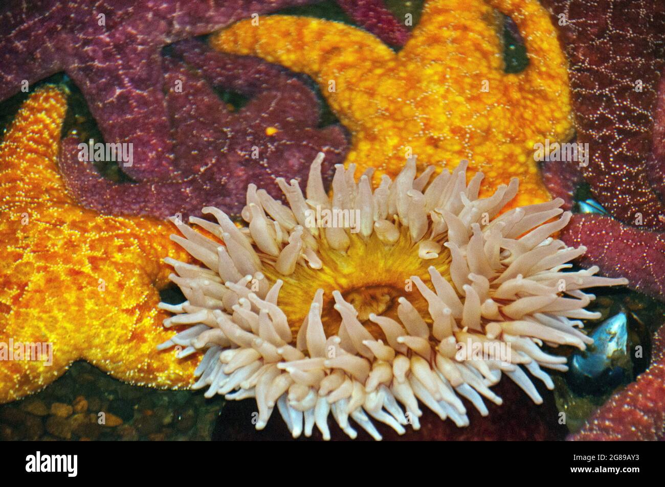Anemone und Seesterne im Seattle Aquarium, Seattle, Washington Stockfoto