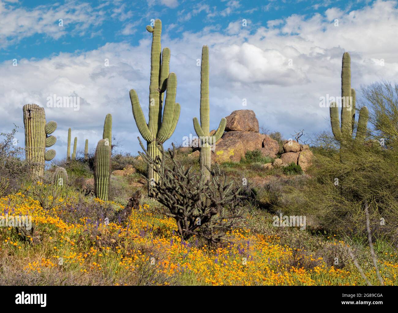 Arizona Desert Landschaft mit lebendigen Wildblumen und saguaro Kaktus auf einem Hügel. Stockfoto