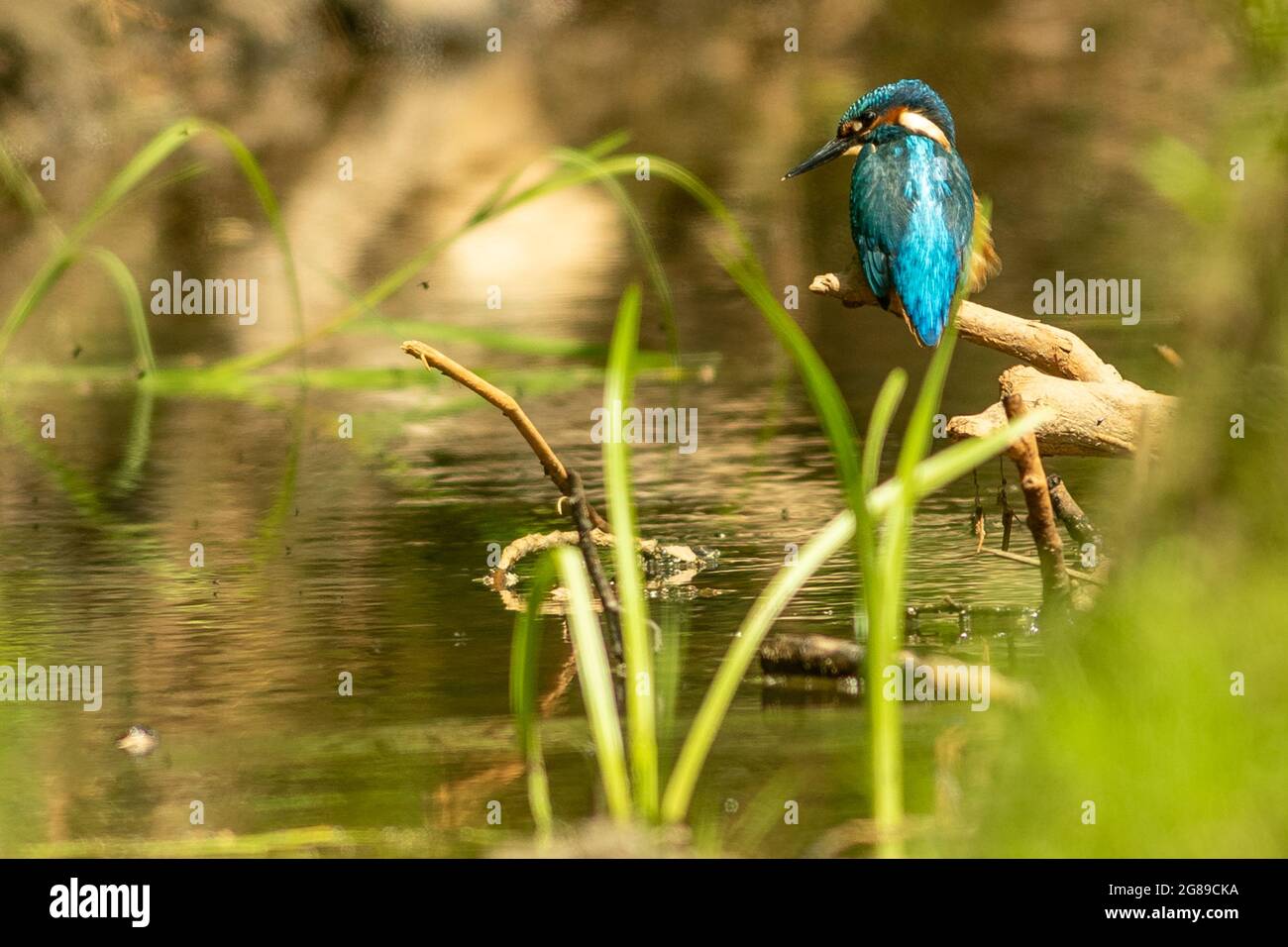 Eisvogel Stockfoto