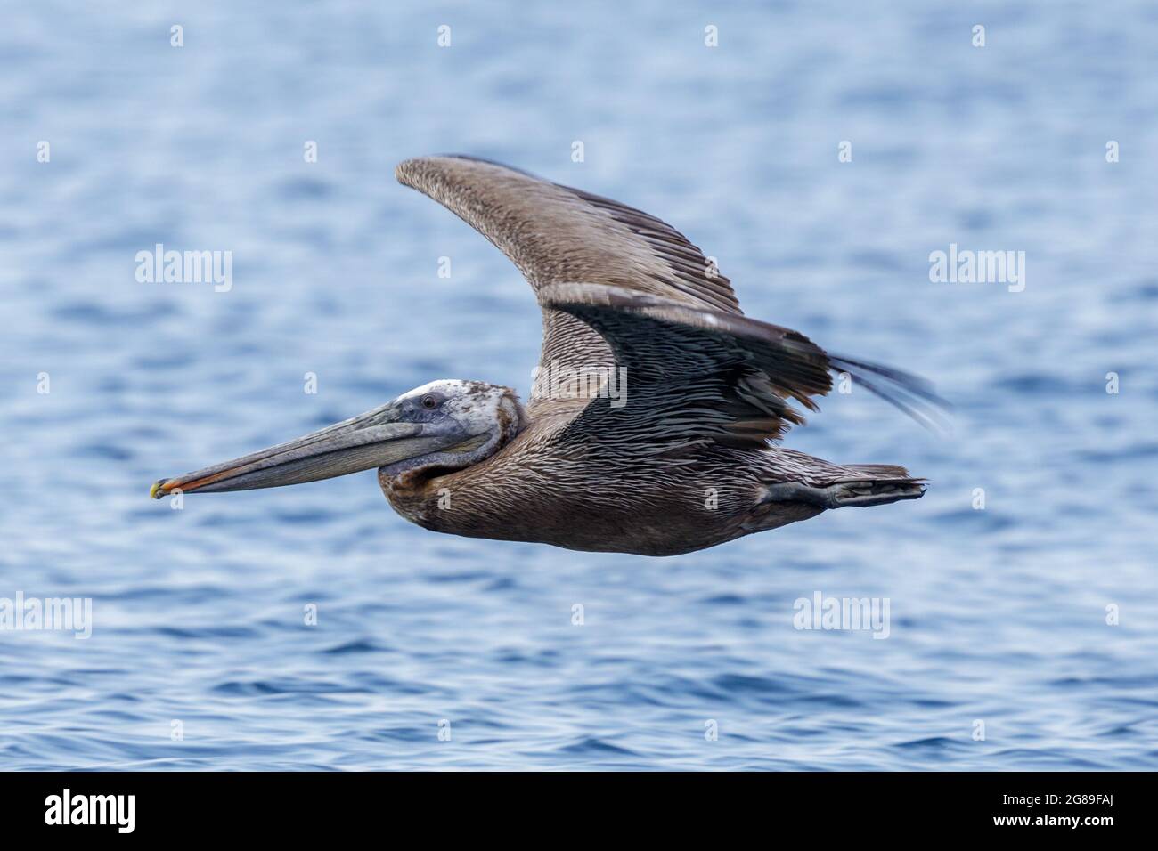 Brown Pelican Erwachsener im Flug. Monterey Bay, Kalifornien, USA. Stockfoto