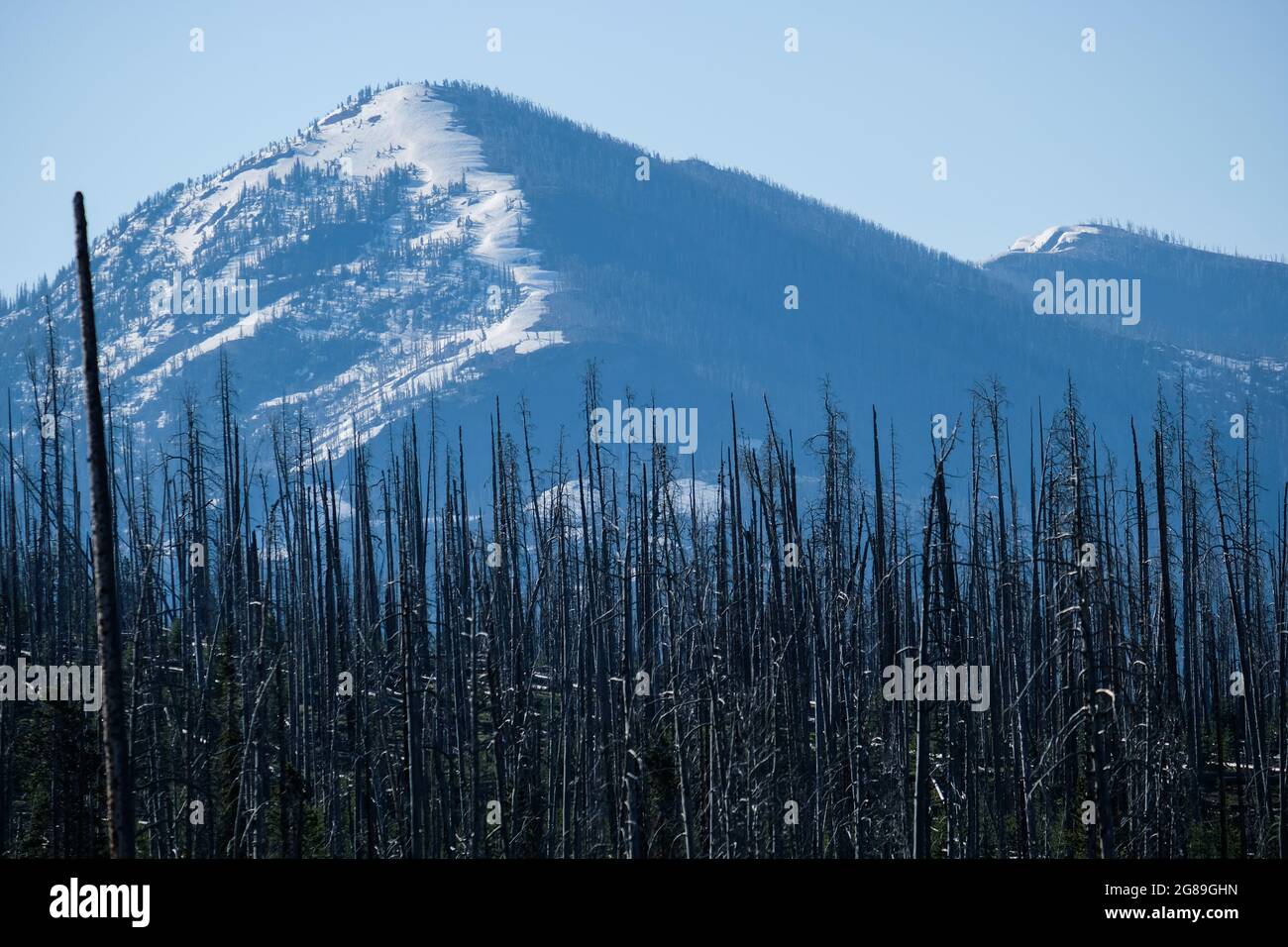 Schneebedeckte Berggipfel (im Juni) mit Waldbrand beschädigten Bäume, wie von der East Entrance Road, Yellowstone National Park, Wyoming, USA gesehen. Stockfoto