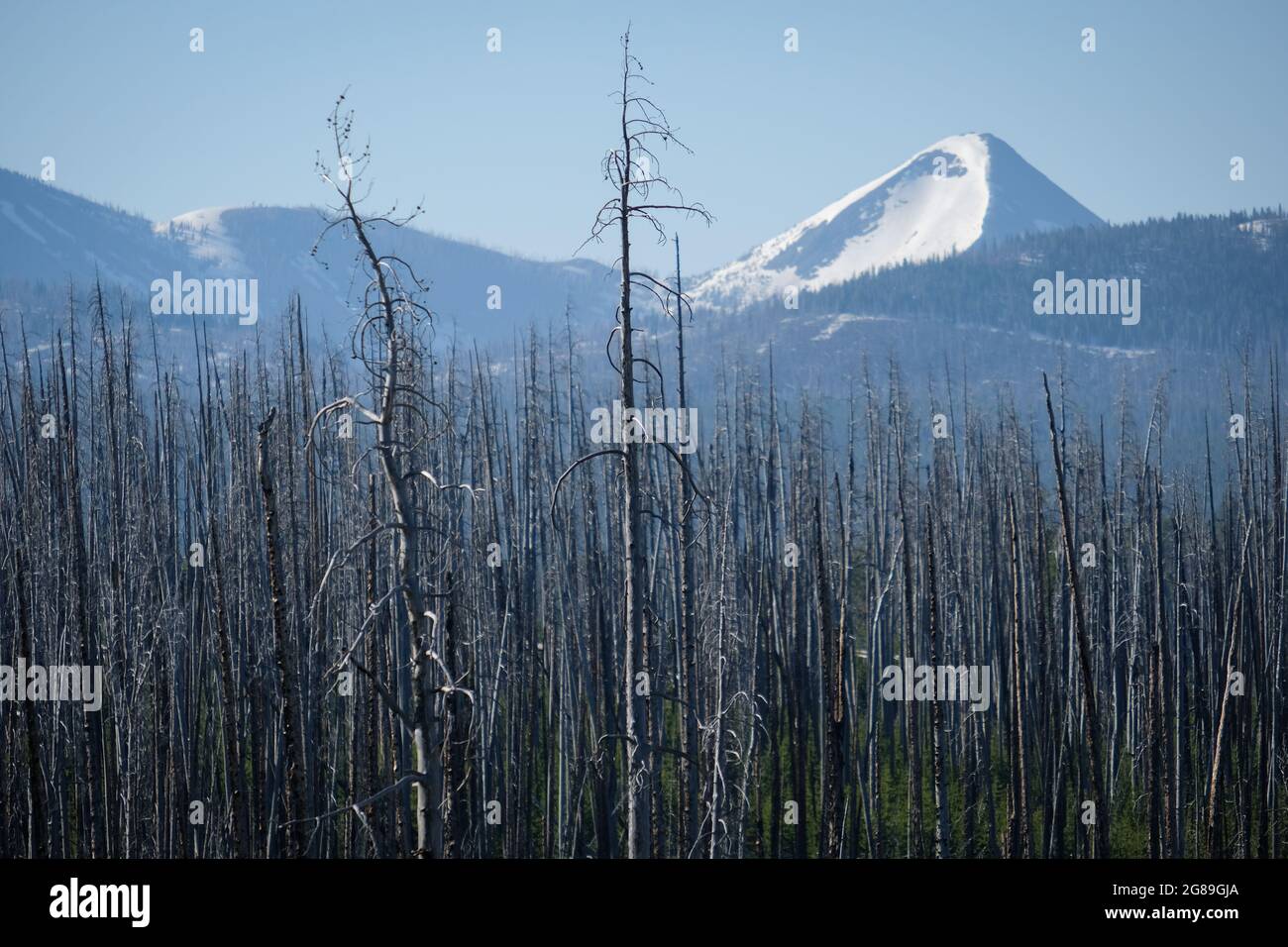 Schneebedeckte Berggipfel (im Juni) mit Waldbrand beschädigten Bäume, wie von der East Entrance Road, Yellowstone National Park, Wyoming, USA gesehen. Stockfoto