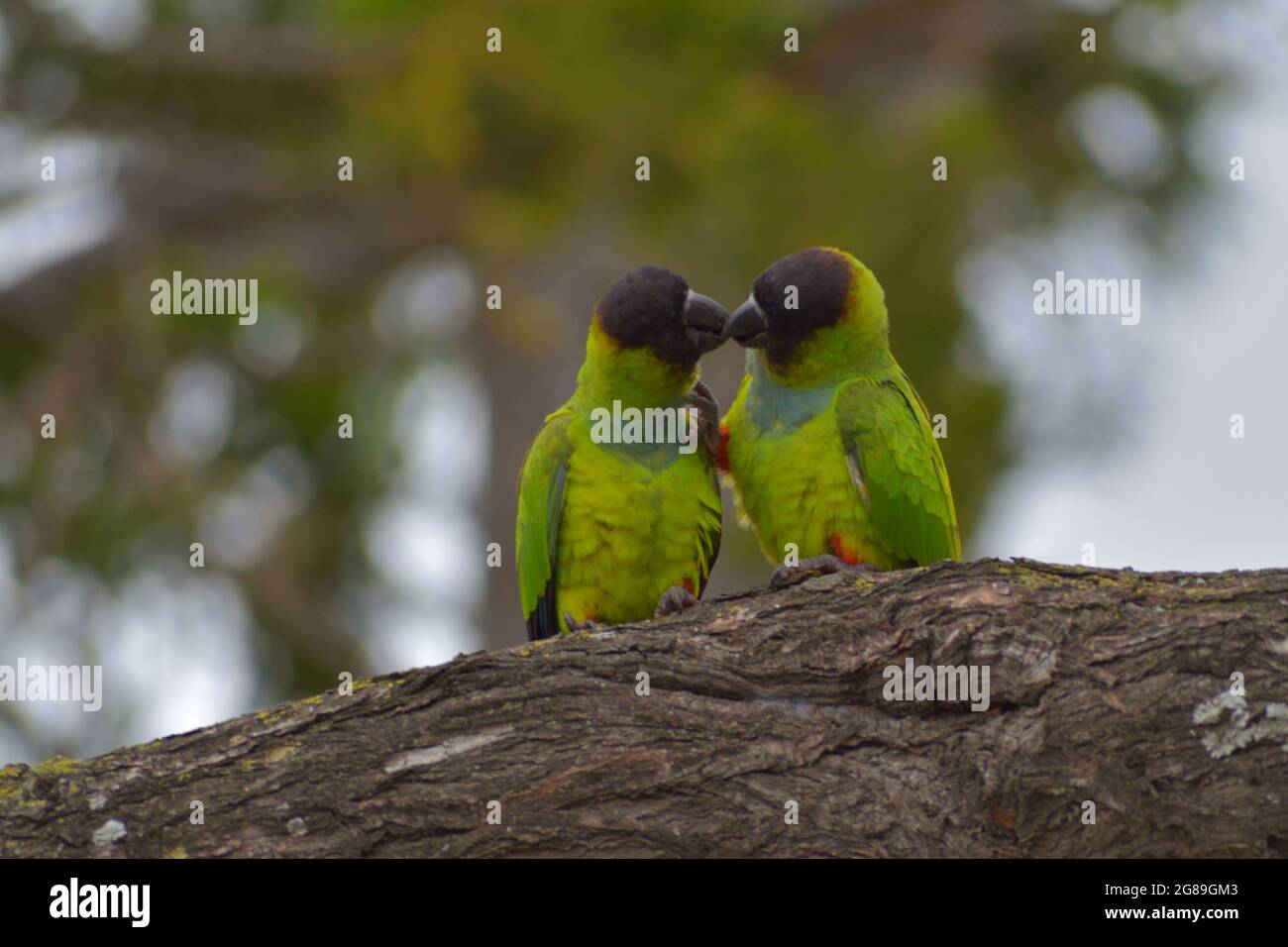 Gruppe von Nanday-Sittich (Aratinga nenday), auch bekannt als Schwarzhaubensittich, gesehen in einem Park in Buenos Aires, Argentinien Stockfoto