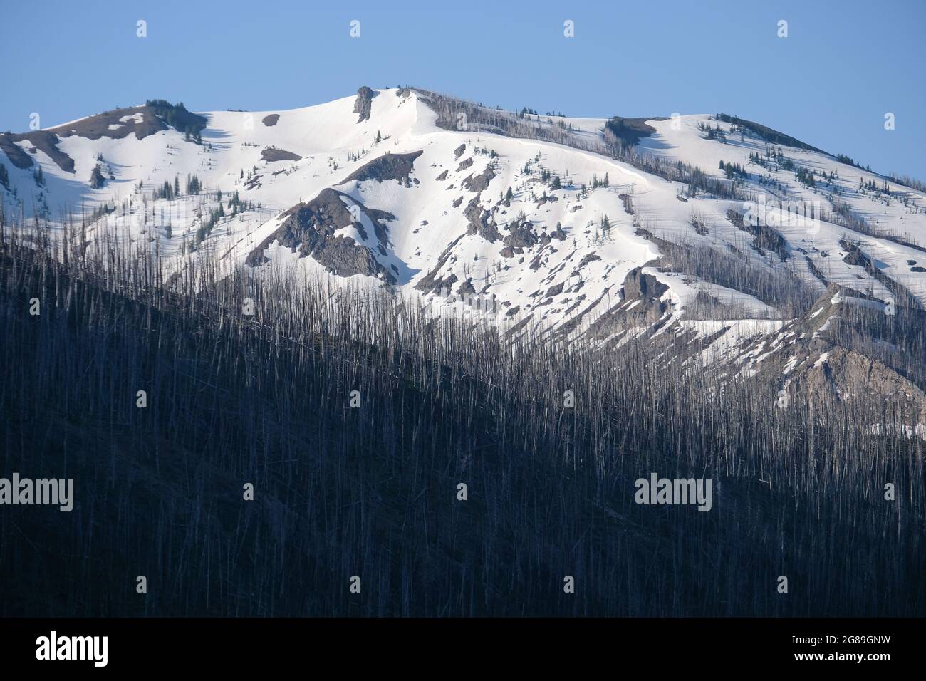 Schneebedeckte Berggipfel (im Juni) mit Waldbrand beschädigten Bäume, wie von der East Entrance Road, Yellowstone National Park, Wyoming, USA gesehen. Stockfoto