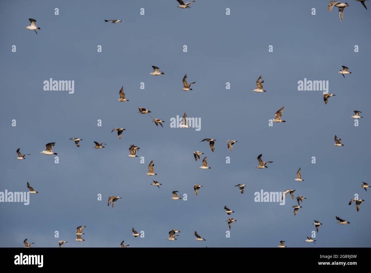 Möwen im Flug, Pacific Beach State Park, Pacific Beach, Washington State, USA. Stockfoto