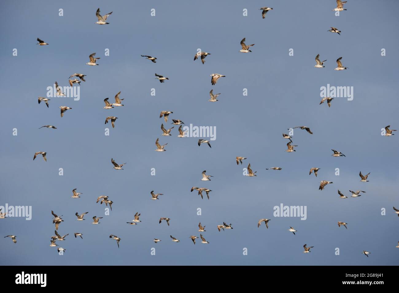 Möwen im Flug, Pacific Beach State Park, Pacific Beach, Washington State, USA. Stockfoto