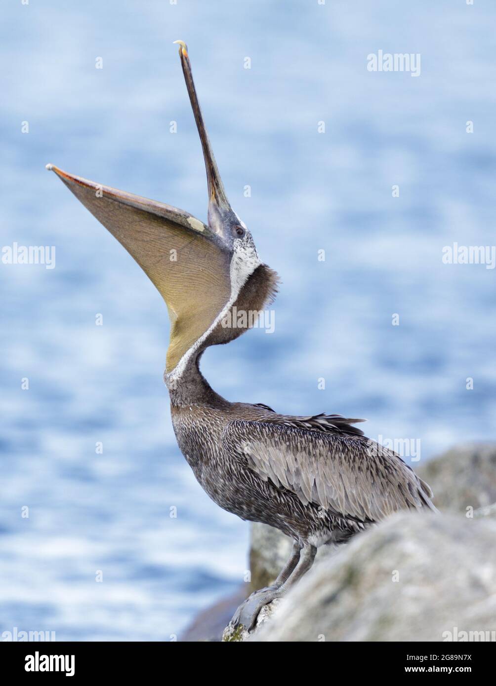 Brauner Pelikan, Gähnen Für Erwachsene. Monterey Bay, Kalifornien, USA. Stockfoto