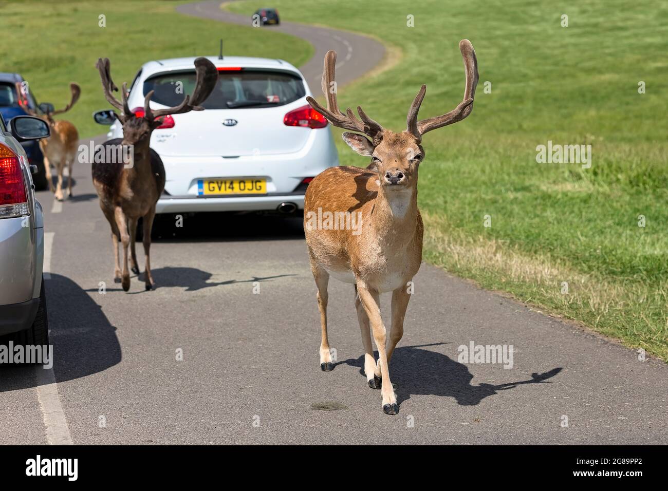 Drei männliche Rothirsche (Cervus elaphus) wandern im Deer Park im Longleat Safari and Adventure Park in Wiltshire, England, Großbritannien, zwischen den Autos Stockfoto