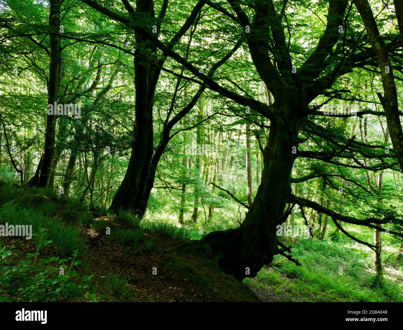 Aus dem dunklen Zentrum des Holzes auf das Sonnenlicht blicken, das durch die Außenkanten scheint, Stow Woods, Cornwall, Großbritannien Stockfoto