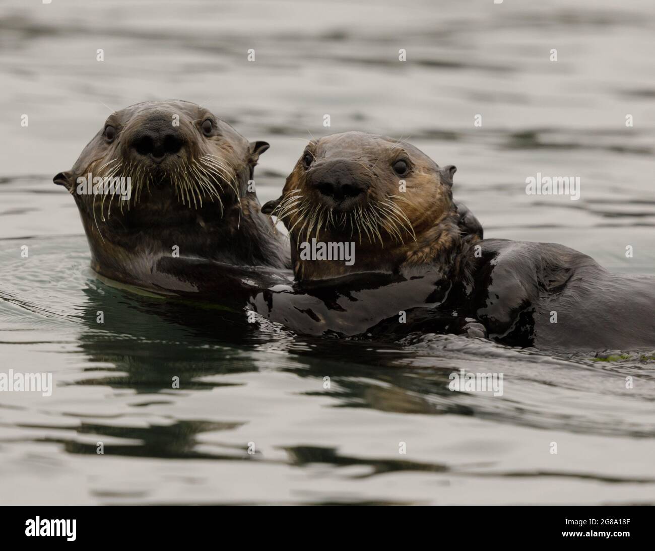 Zwei Südlichen Seeotter am Elkhorn Slough. Monterey Bay, Kalifornien, USA. Stockfoto