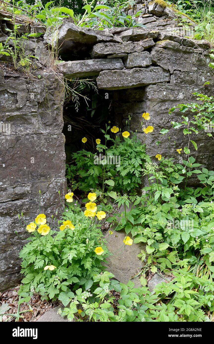 Eine alte Trockenbauwand mit Flechten bei einem Häuschen in Highland Perthshire mit Wildköpfen, die in und um sie wachsen, welsh Mohn (Meconopsis cambrica). Stockfoto