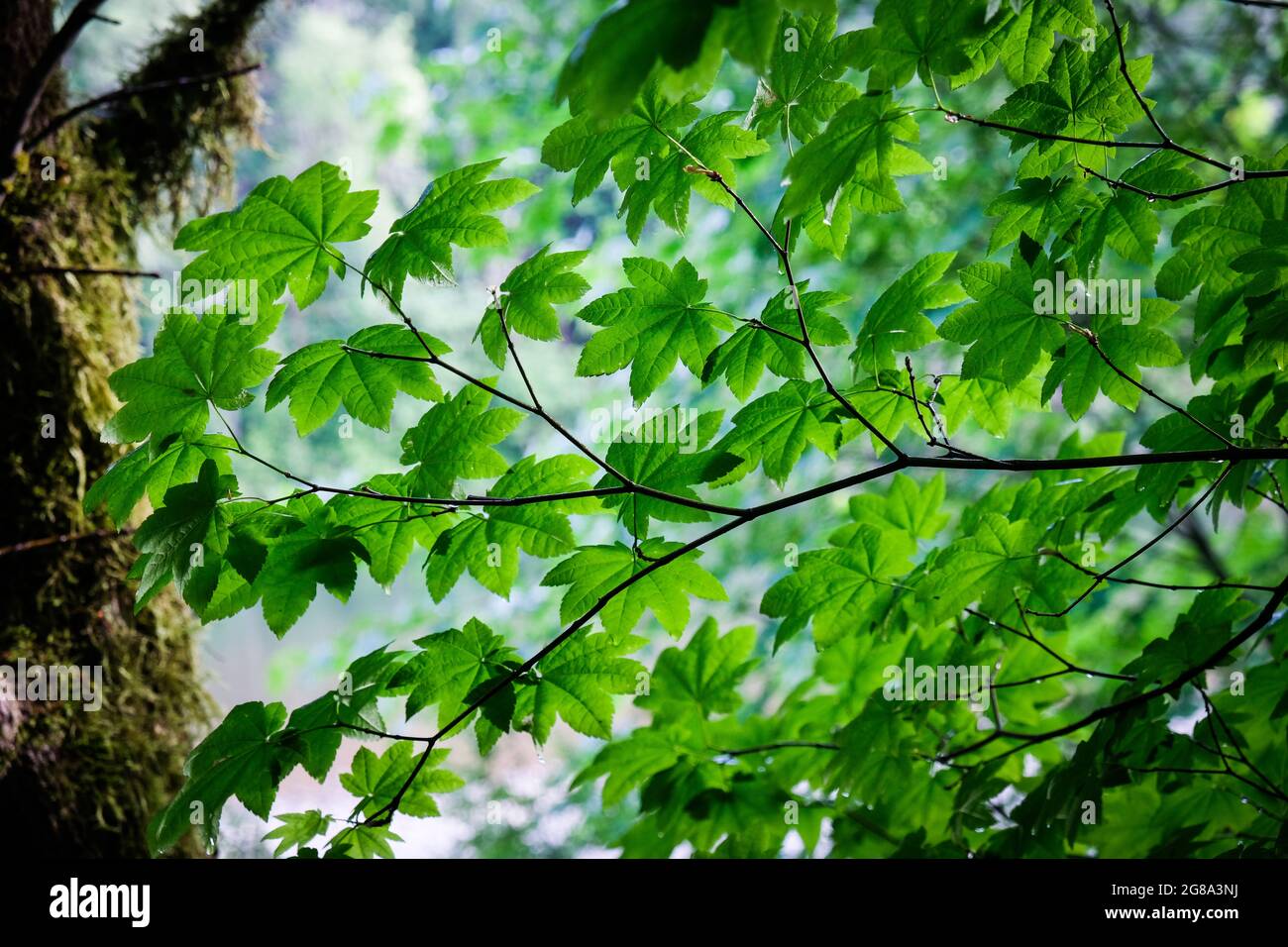 Am Oxbow Regional Park Campground, Gresham, Oregon, USA. Stockfoto