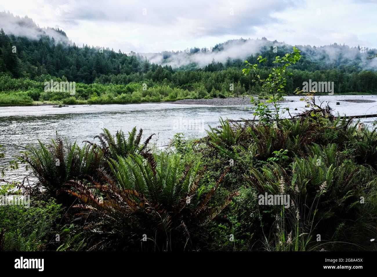 Der Sandy River fließt durch den Oxbow Regional Park in der Nähe von Gresham, Oregon, USA, in der Nähe von Mount Hood, Oregon, An einem nebligen Tag. Stockfoto