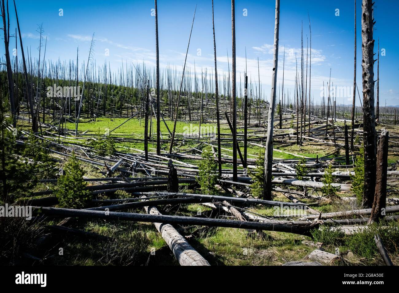 Verbleibende Schäden durch Waldbrände in der Nähe des Osteingangs zum Yellowstone National Park, USA. Stockfoto