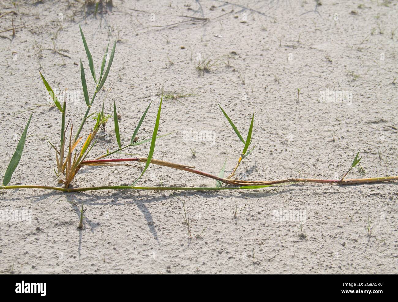 Ein Stolon aus Sandsedge, einem langen Rhizom, wird sichtbar, weil der Wind den Sand weggeblasen hat Stockfoto