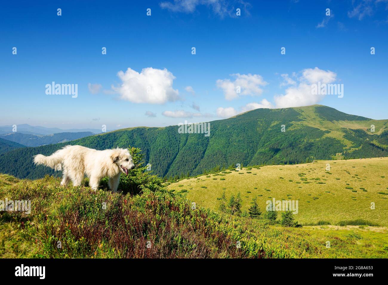 karpaten Schäferhund. Guter alter Freund nehmen Sie eine Pause. Haustier in der Natur. Entfernte Berglandschaft im Morgenlicht Stockfoto