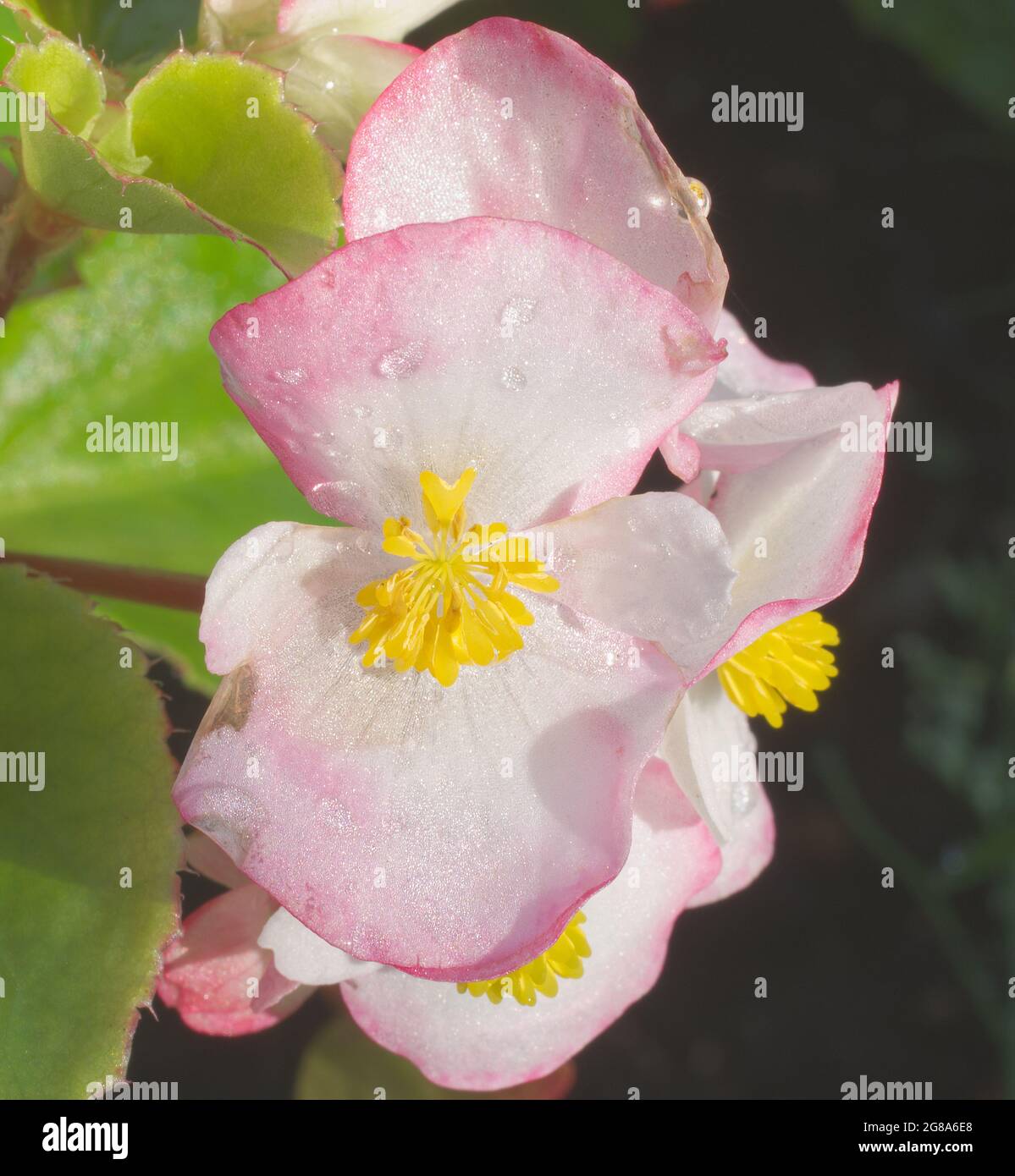 Faserige Begonia, Zierpflanze für den Außenbereich mit blühenden Blüten. Weiße Blüten mit roten Rändern und gelber Mitte und grünen Blättern. Stockfoto