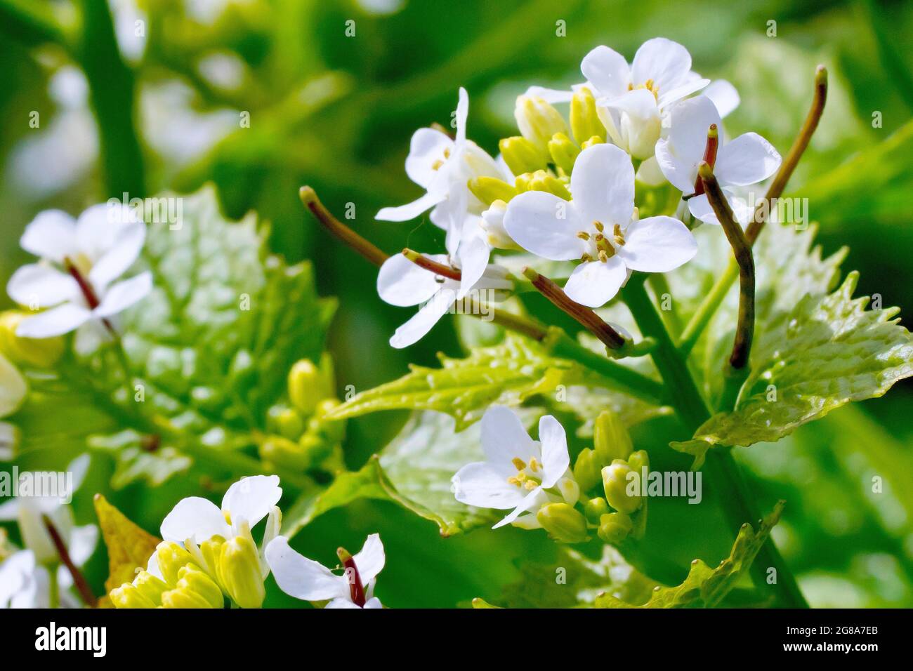 Knoblauchsenf (alliaria petiolata), auch bekannt als Jack by the Hedge, zeigt in Nahaufnahme die kleinen weißen Blüten und die Entwicklung von Samenkapseln. Stockfoto