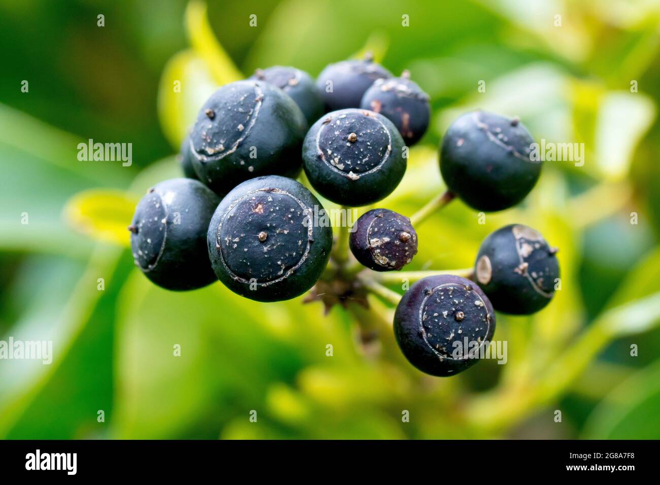 Ivy (hedera Helix), Nahaufnahme der schwarzen beerartigen Frucht, die über den Winter auf der Pflanze reift. Stockfoto