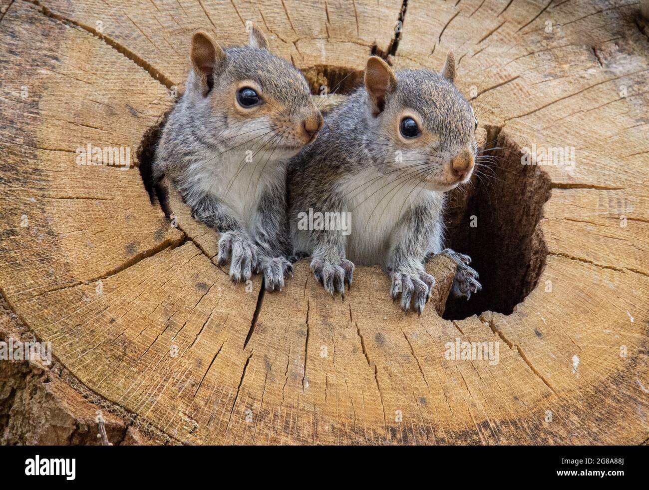 Junge graue Eichhörnchen Stockfoto