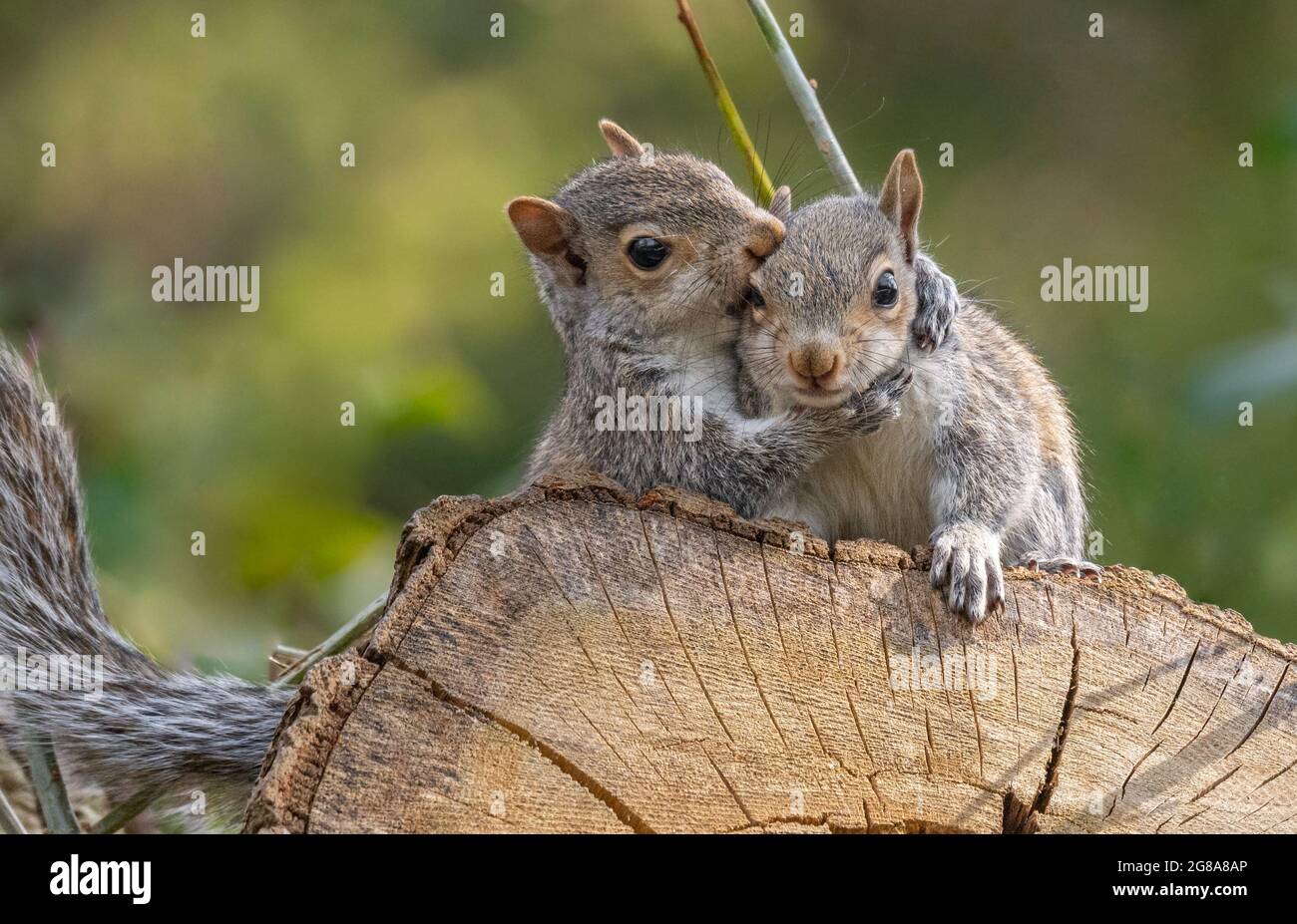 Junge graue Eichhörnchen Stockfoto