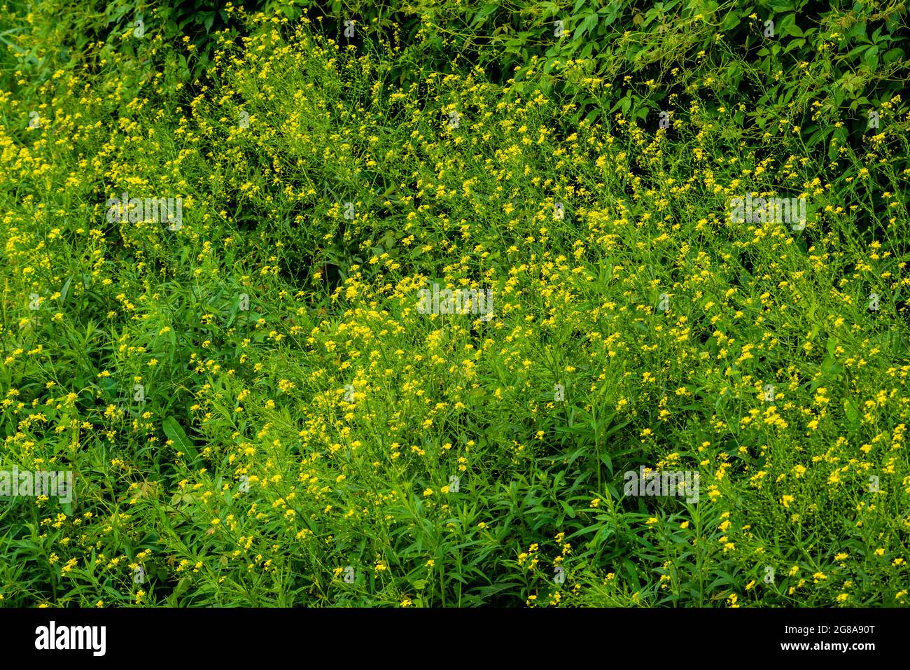 Verschiedene Gartenblumen im Frühling Stockfoto