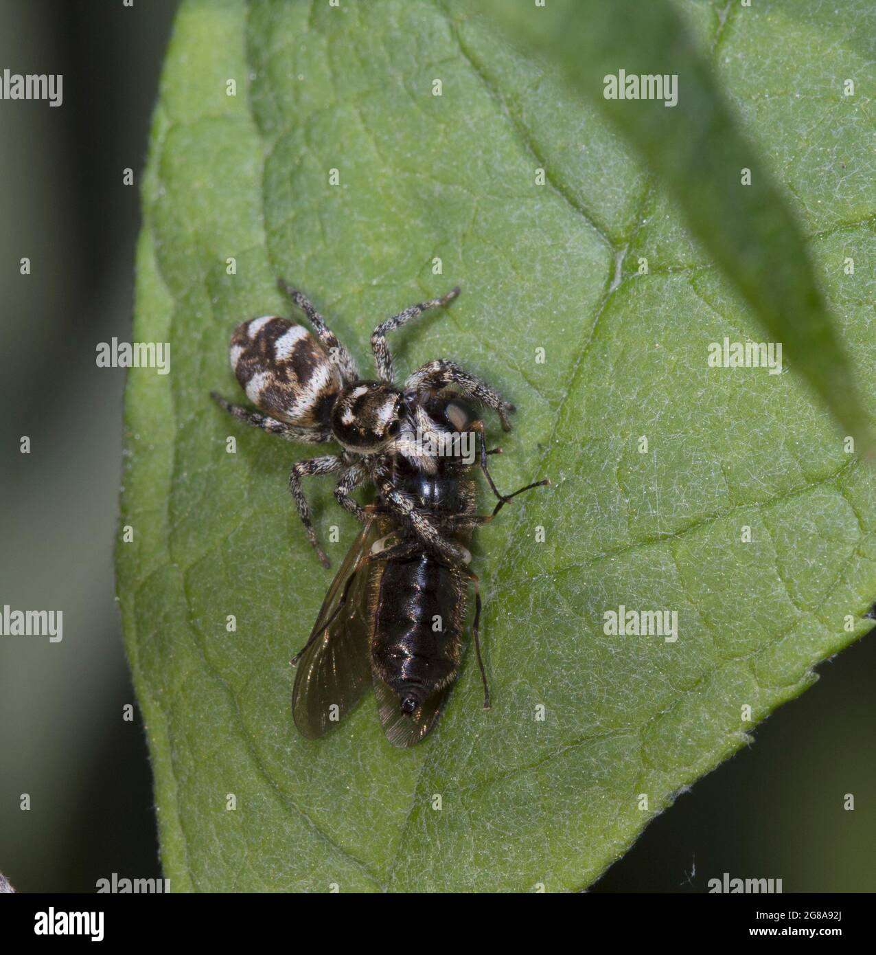 Zebra sprinende Spinne mit Beute Stockfoto