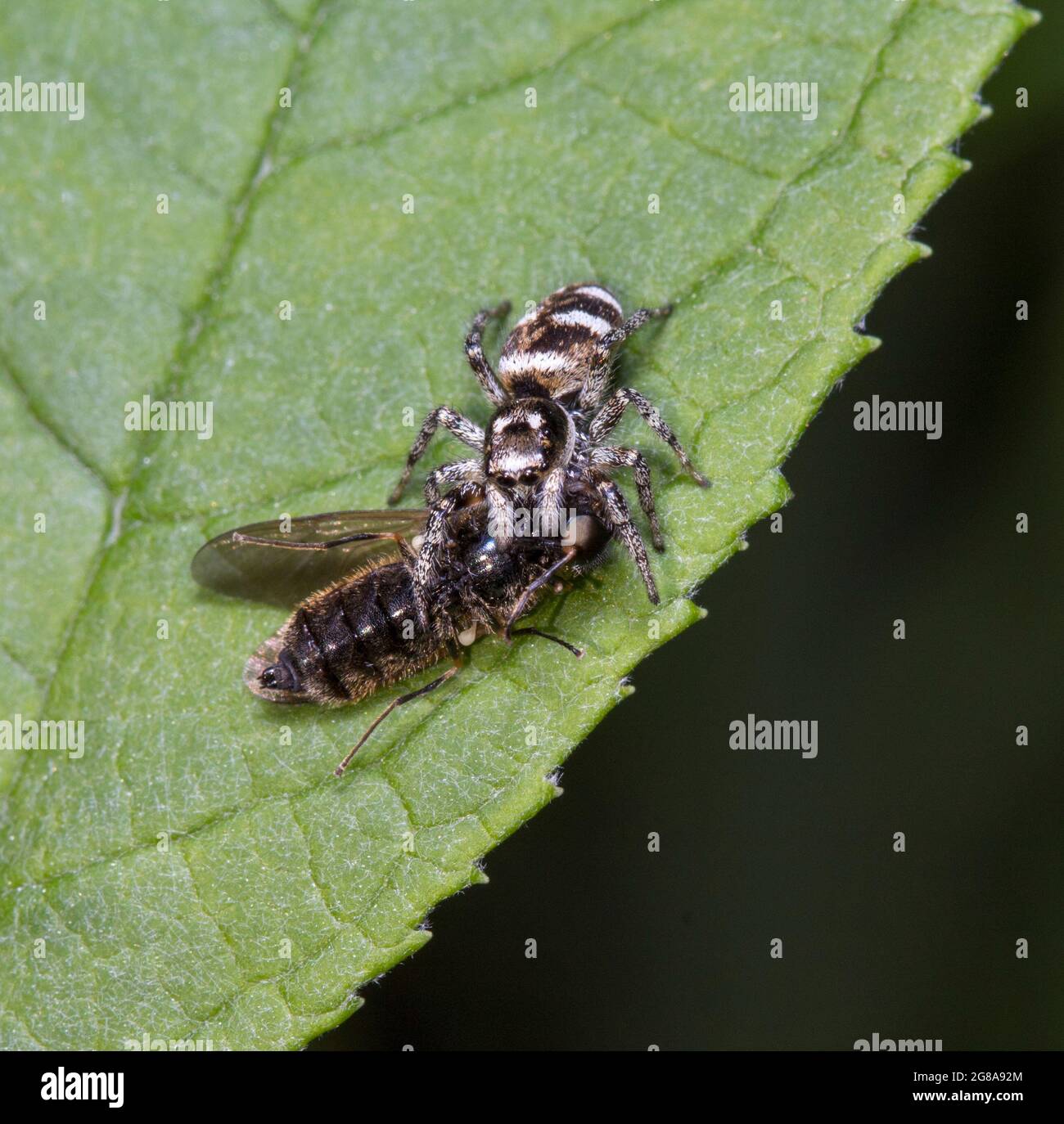 Zebra sprinende Spinne mit Beute Stockfoto