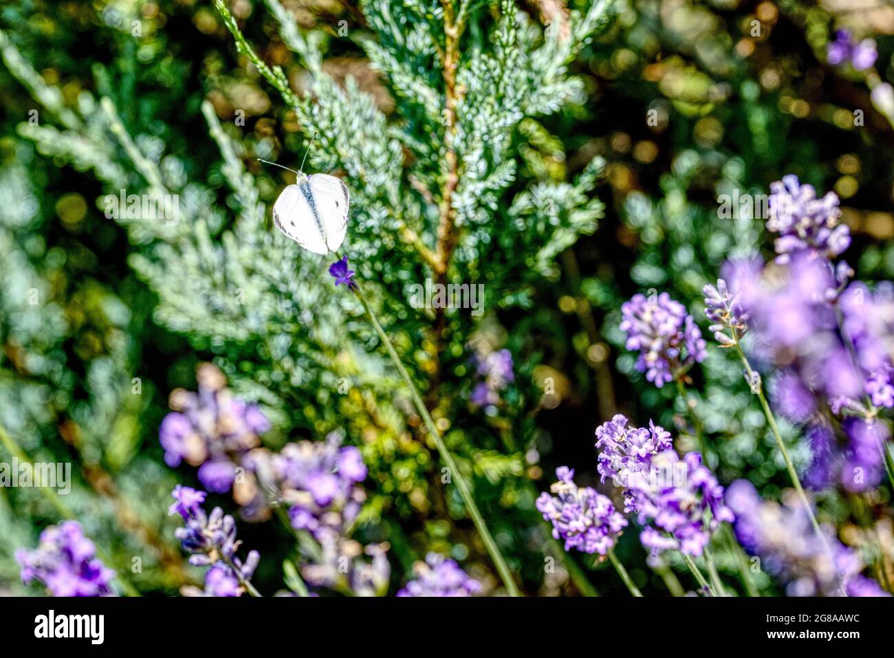 Weißkohlschmetterling auf einer blühenden Lavendelblüte Stockfoto