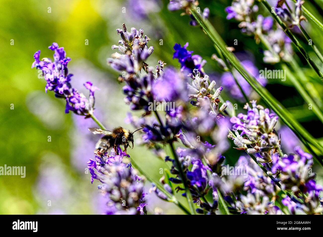 Blühender Lavendel mit einer Hummel Stockfoto