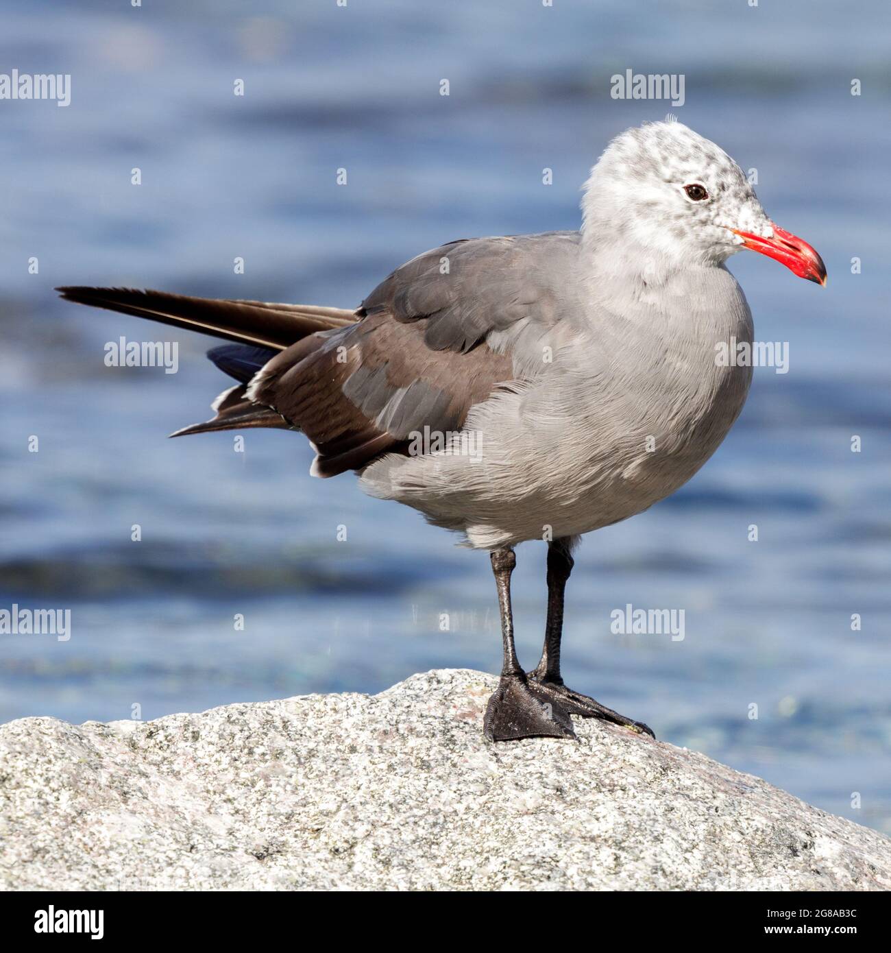 Heermann-Möwe, nicht-brütende Erwachsene. Moss Landing State Beach, Monterey County, Kalifornien, USA. Stockfoto