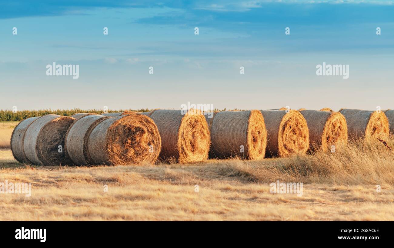 Große Luzerne Heuballen im Feld bei Sonnenuntergang, Landwirtschaft und Landwirtschaft Konzept, selektiver Fokus Stockfoto