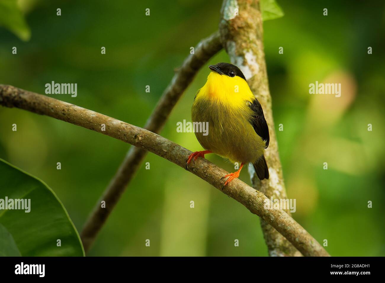 Gold-collared Manakin - Manacus vitellinus schwarz und gelb Vogel in der Familie Pipridae, in Kolumbien und Panama in subtropischen oder tropischen feuchten l gefunden Stockfoto Gold-collared Manakin - Manacus vitellinus schwarz und gelb Vogel in der Familie Pipridae, in Kolumbien und Panama in subtropischen oder tropischen feuchten l gefunden Stockfoto