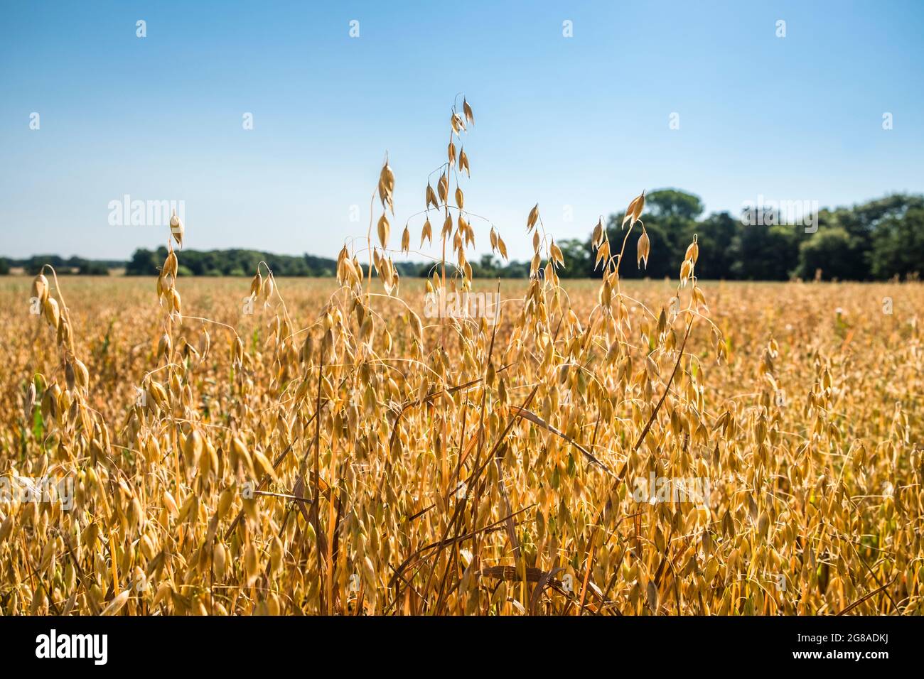 Ein Haferfeld, das in Suffolk, Großbritannien, wächst. Stockfoto