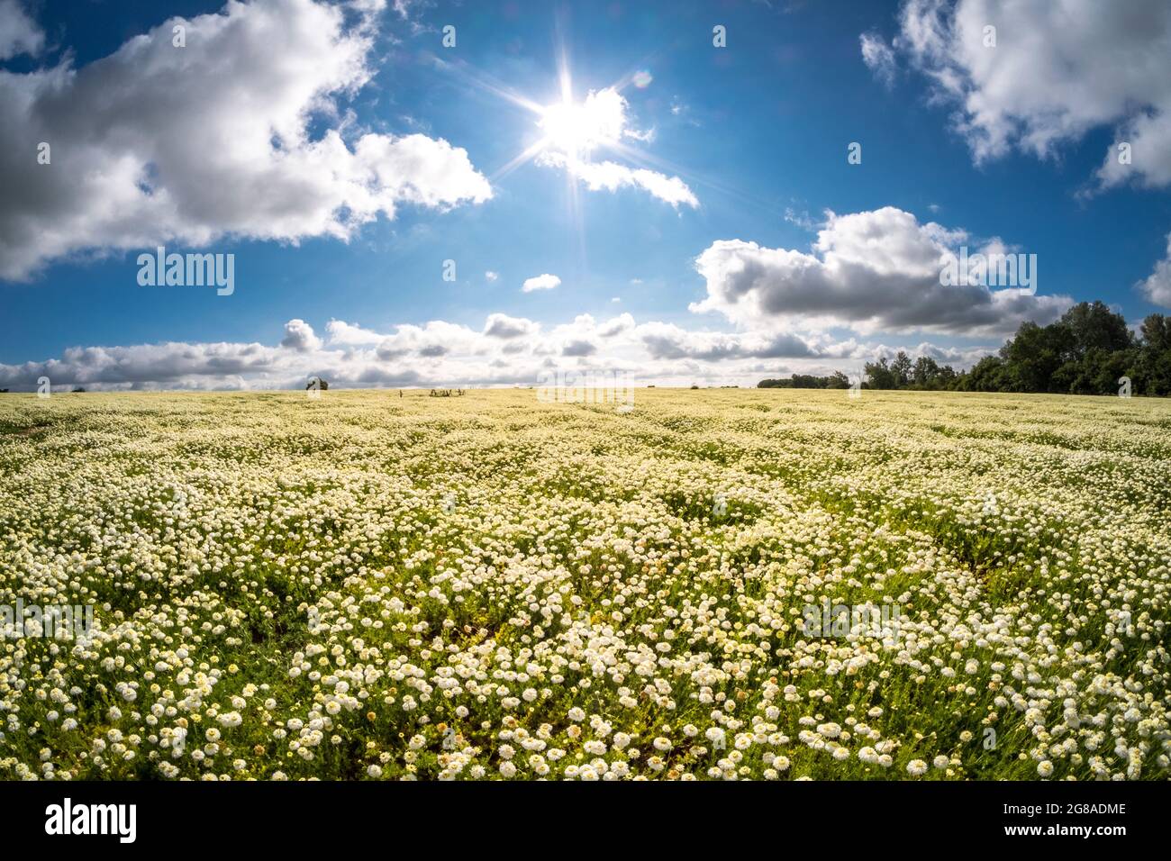 Kamillenblüten wachsen auf einem Feld, Norfolk UK. Stockfoto