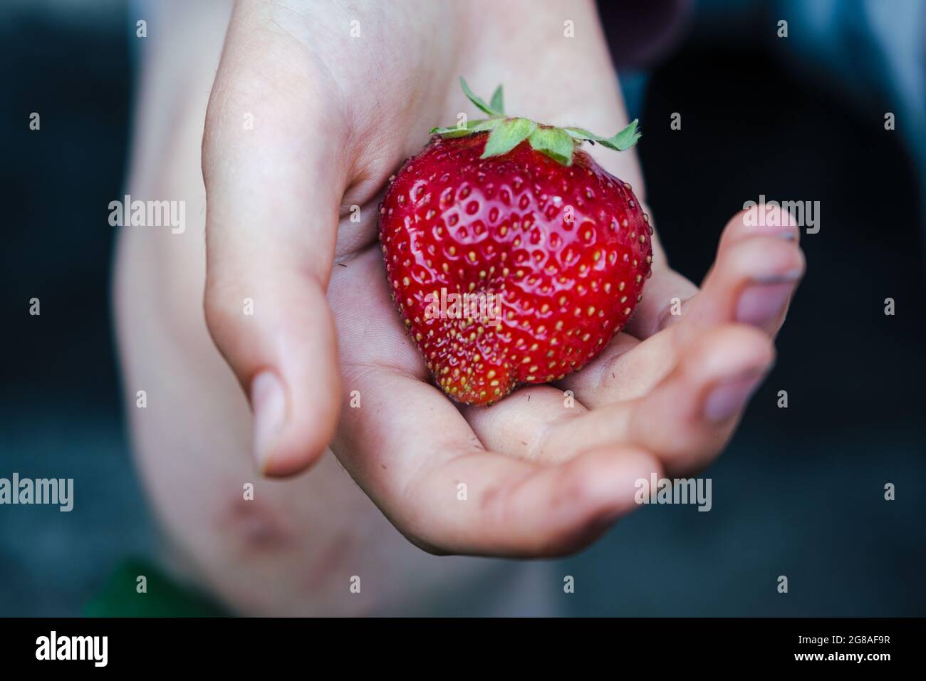 Ein Kind, das eine hausgemachte Erdbeere hält Stockfoto
