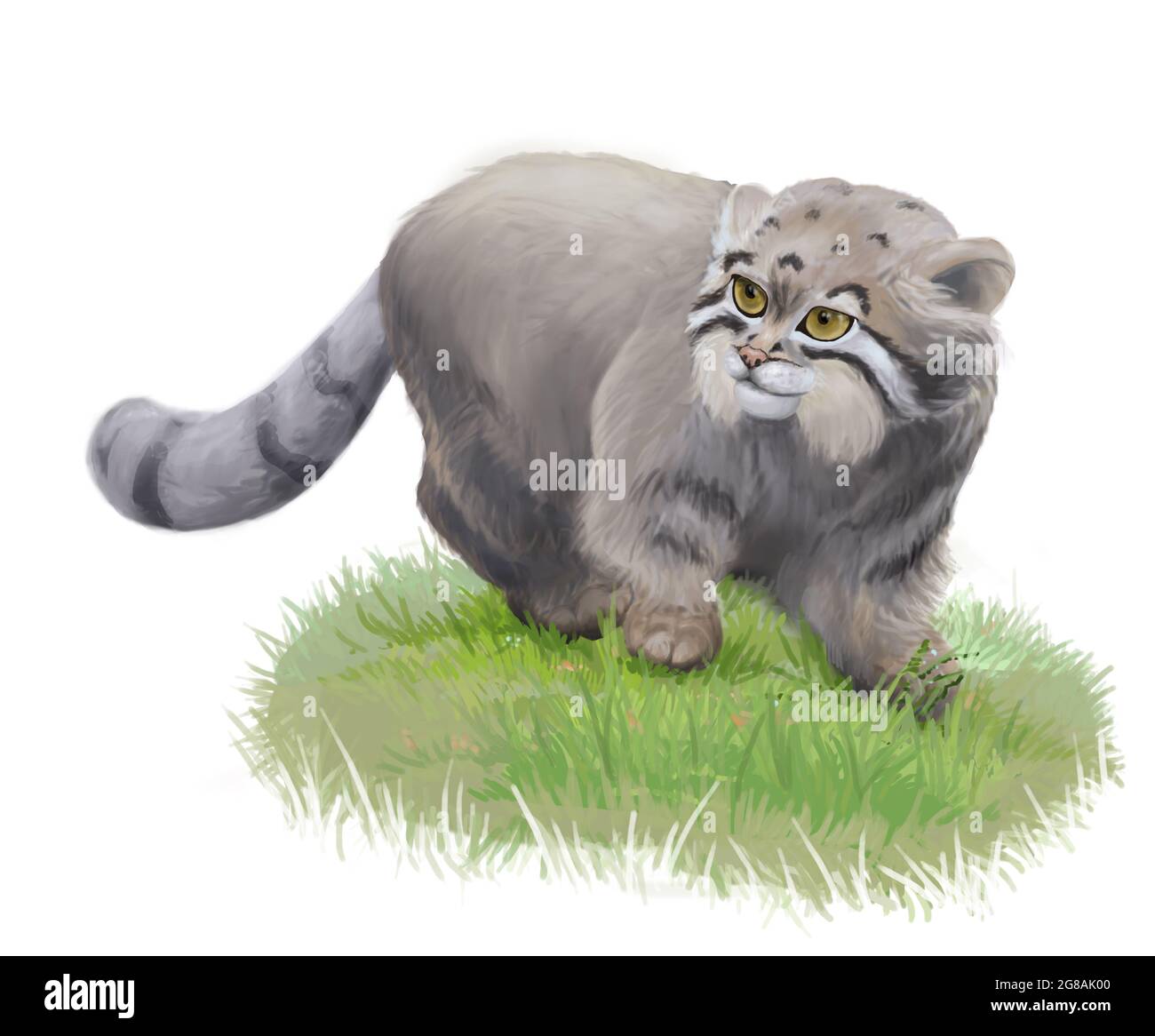 Die Mul-Katze steht auf einem grünen Rasen. Flauschige Pallas Cat.mit gelben Augen und grauen Haaren..Illustration eines Tieres auf weißem Hintergrund. Stockfoto