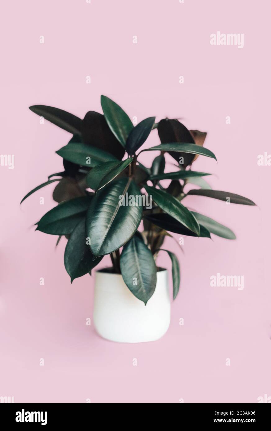 Ficus elastica Gummibaum vergossene Zimmerpflanze isoliert auf rosa  Hintergrund Stockfotografie - Alamy