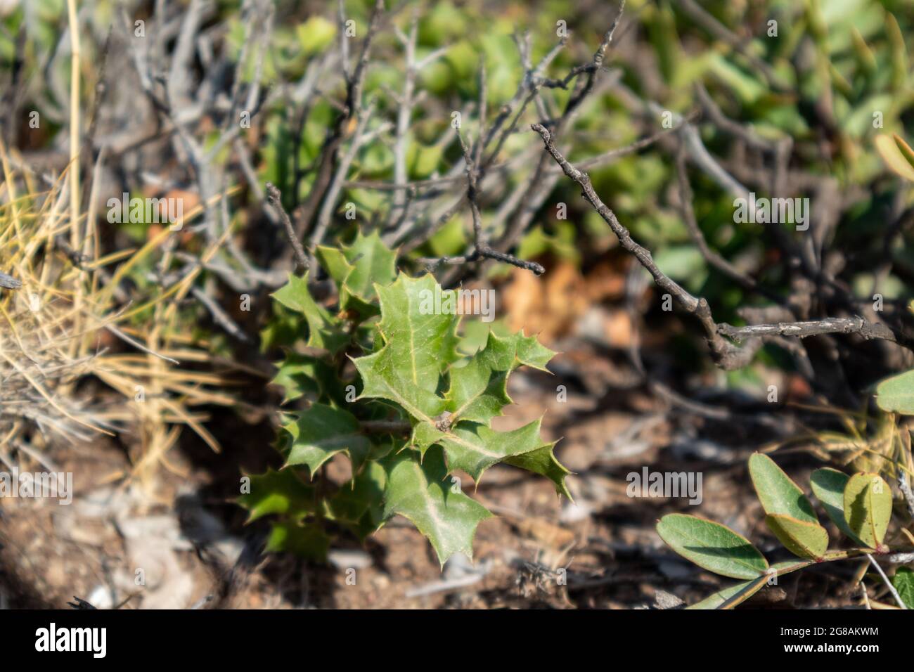 Quercus coccifera, die Kermes Eichenblätter aus nächster Nähe. Kleiner Eichenbusch mit grünen scharfen Blättern im Sommer sonniges Griechenland, Mittelmeer Stockfoto