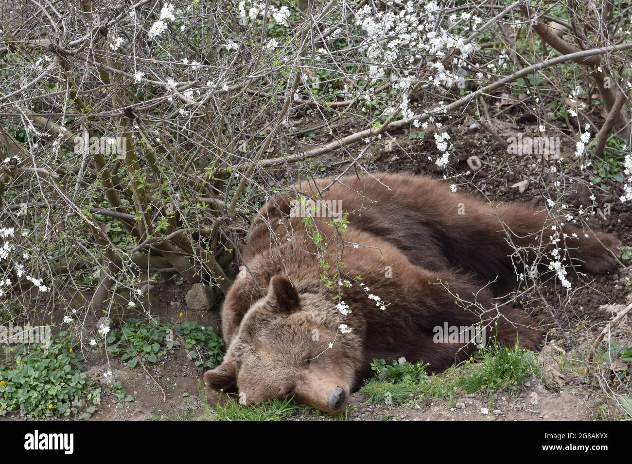 Zwischen Bäumen in kleiner Delle liegt der "sablepy European Brown Bear" (Ursus arctos) am Bärenpark Bern, Stadt Bern, Kanton Bern, Schweiz. Stockfoto