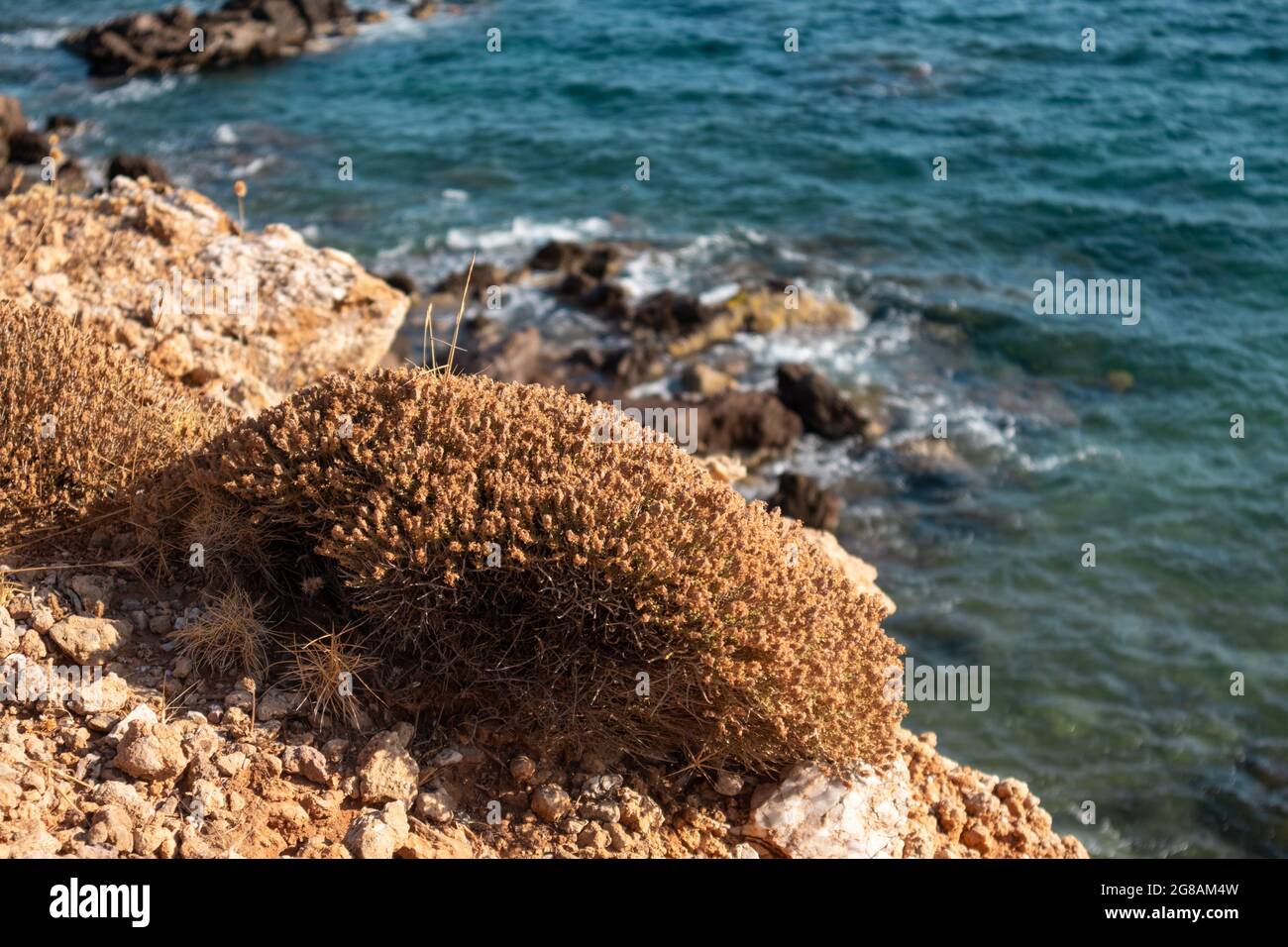 Nahaufnahme von trockenem Busch an der felsigen Küste des Meeres in der ländlichen felsigen Landschaft Griechenlands. Heiße Sommer Flora botanische Details Stockfoto