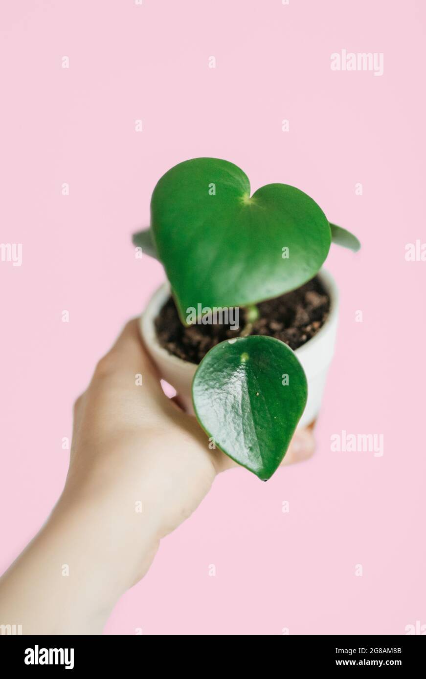 Peperomia polybotrya Fotos und Bildmaterial in hoher Auflösung Alamy