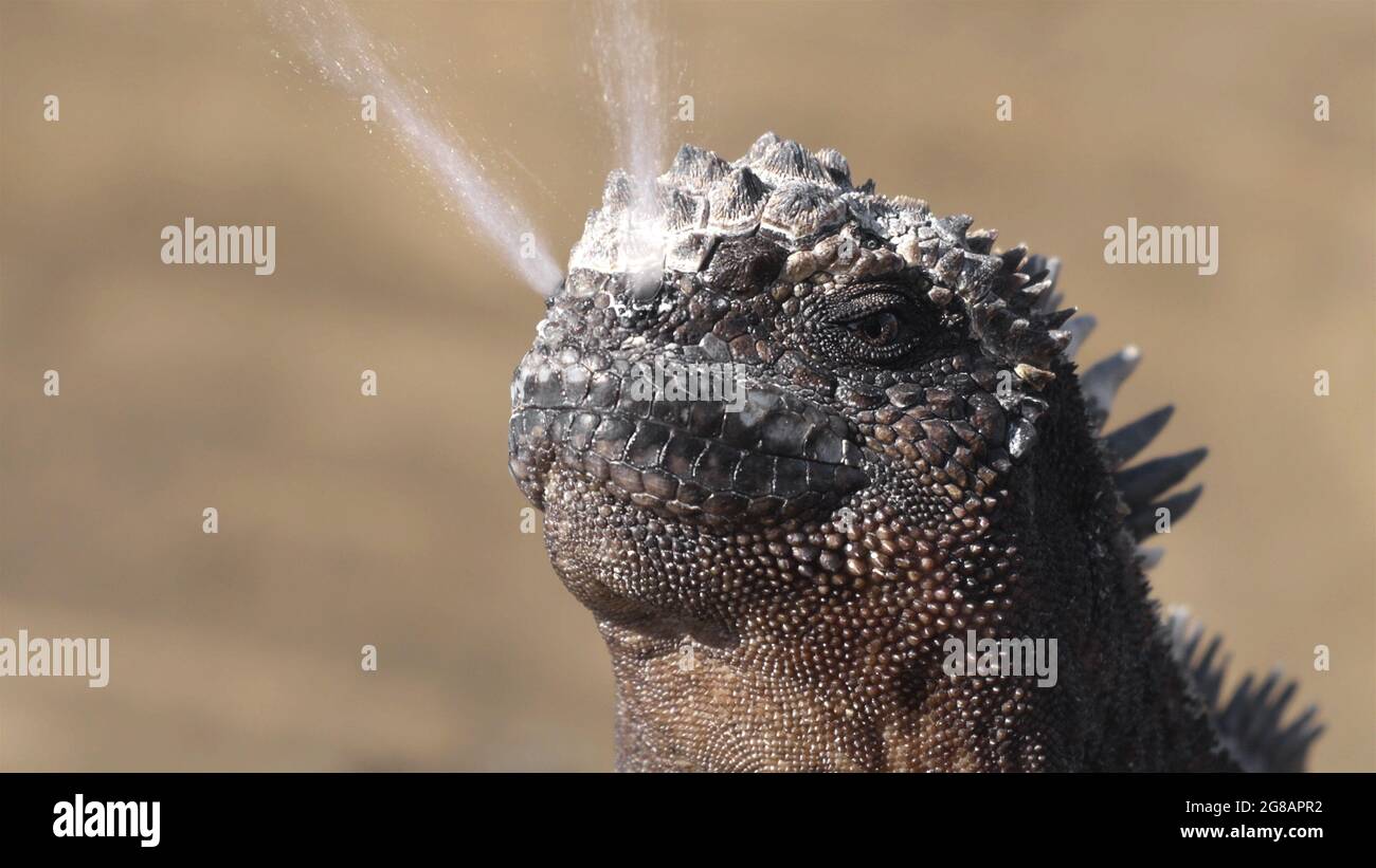 Galapagos Marine Leguan Niesen Ausscheidung von Salz durch die Nase - lustige Tiere Stockfoto