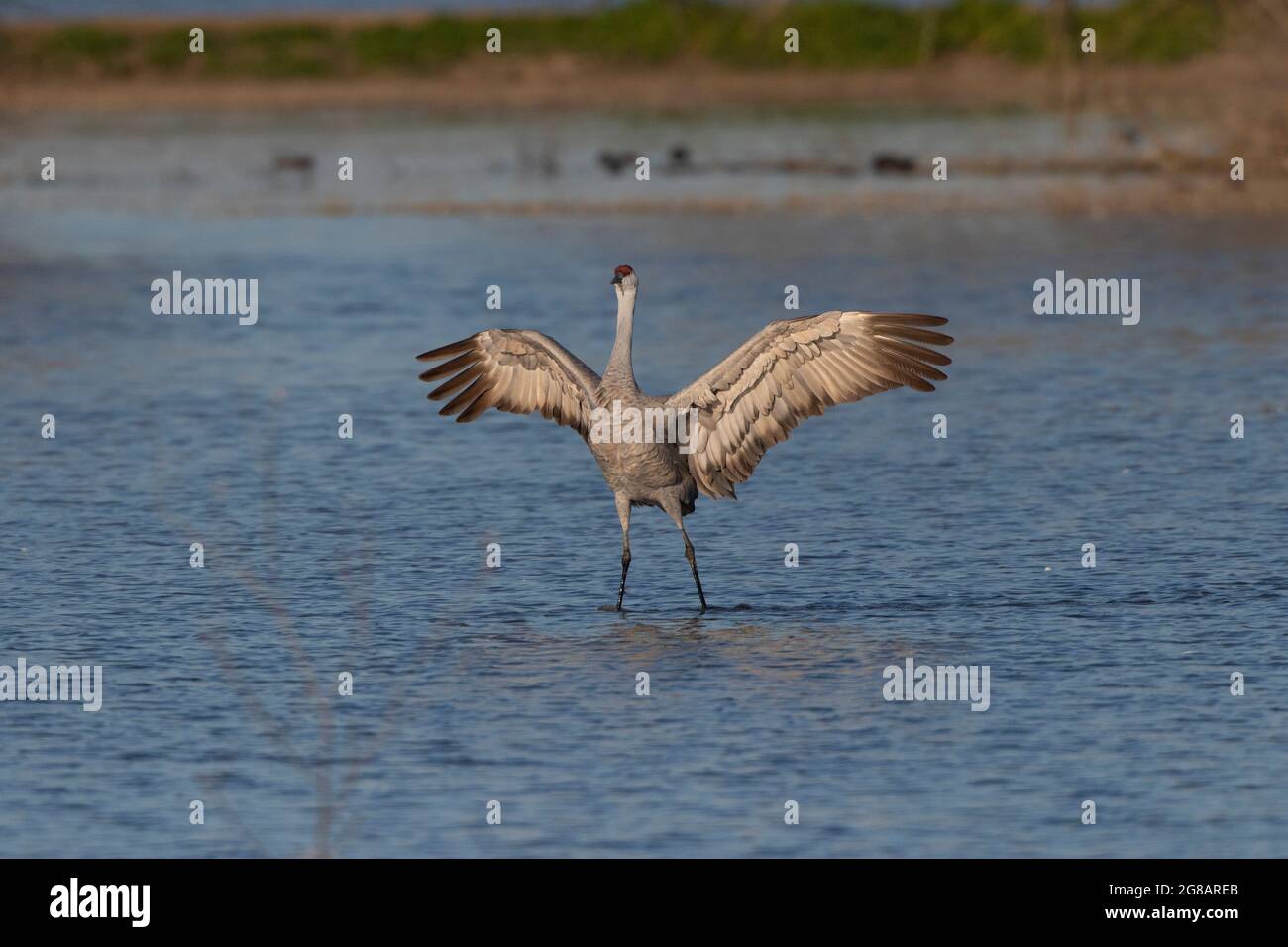 A Lesser Sandhill Crane, Antigone canadensis, erstreckt sich über Flügel im wichtigen Überwinterungsgebiet des kalifornischen Merced National Wildlife Refuge. Stockfoto