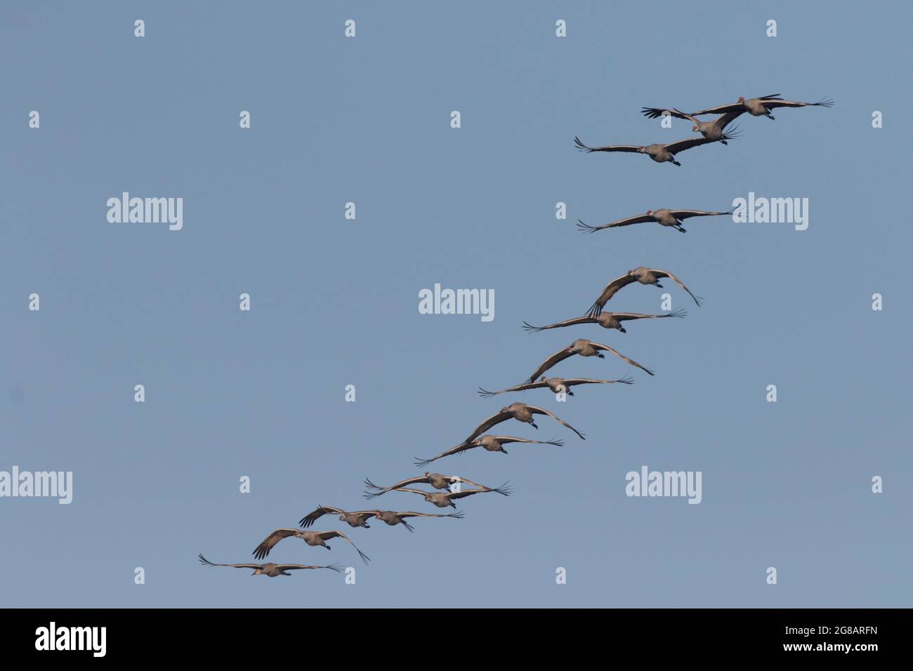 Eine Herde kleiner Sandhügelkrane, Antigone canadensis, fliegt in Formation zu einem weit entfernten Futtergebiet im kalifornischen San Joaquin Valley. Stockfoto