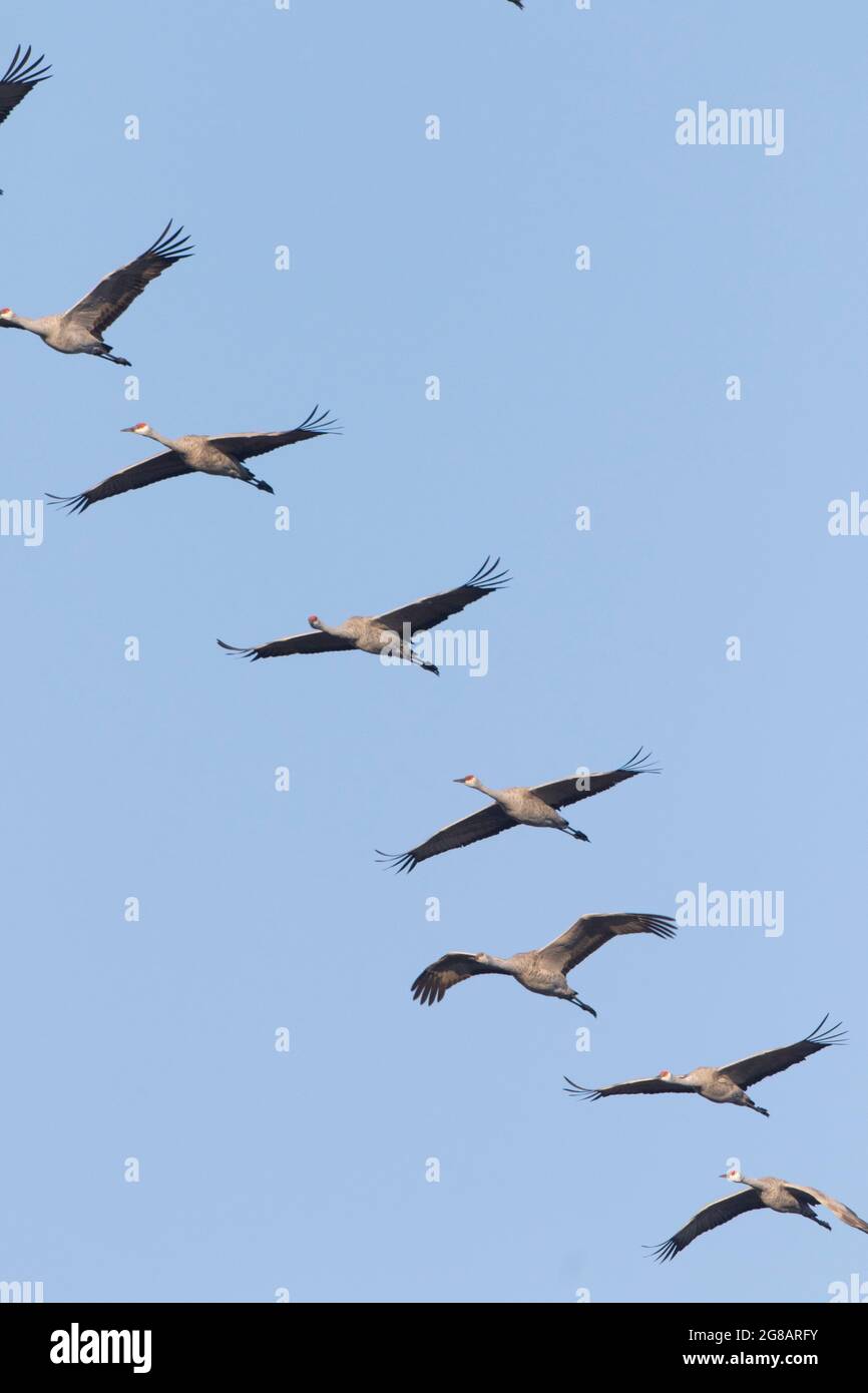 Eine Formation kleiner Sandhügelkrane, Antigone canadensis, die vom Stausengebiet zu einem Futtergebiet im San Joaquin Valley fliegt. Stockfoto