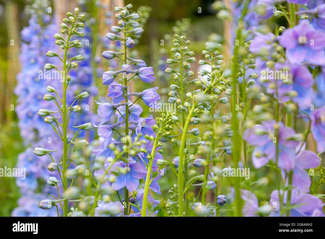 Delphinium-Blumen Stockfoto